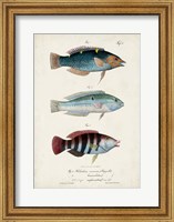 Antique Fish Trio III Fine Art Print