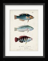 Antique Fish Trio III Fine Art Print