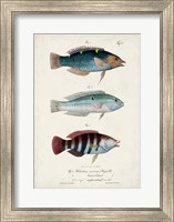 Antique Fish Trio III Fine Art Print