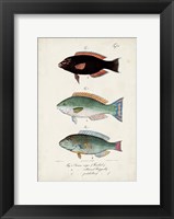 Antique Fish Trio IV Fine Art Print