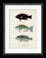 Antique Fish Trio IV Fine Art Print
