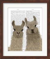 Llama Duo, Looking at You Book Print Fine Art Print