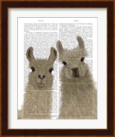 Llama Duo, Looking at You Book Print Fine Art Print