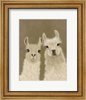 Llama Duo, Looking at You Fine Art Print