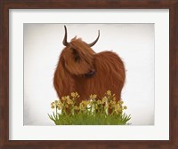 Highland Cow, Daffodil Fine Art Print