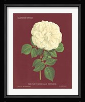 Yellow Rose Pomegranate Fine Art Print