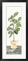Fig Tree Fine Art Print