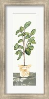 Fig Tree Fine Art Print