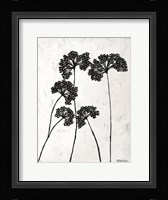 Queen Anne's Lace I Framed Print
