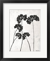 Queen Anne's Lace I Framed Print