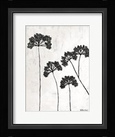 Queen Anne's Lace II Framed Print