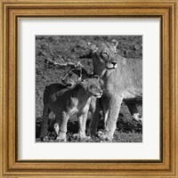 Lioness and Cubs Fine Art Print