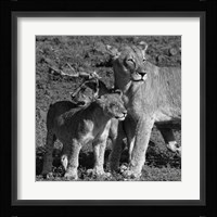 Lioness and Cubs Fine Art Print