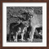 Lioness and Cubs Fine Art Print