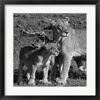 Lioness and Cubs Fine Art Print