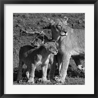 Lioness and Cubs Framed Print