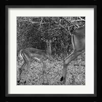 Impala and Baby Fine Art Print