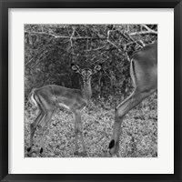 Impala and Baby Fine Art Print