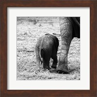 Mama and Baby Elephant II Fine Art Print
