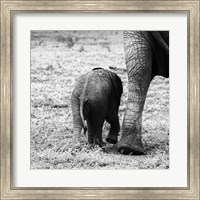 Mama and Baby Elephant II Fine Art Print