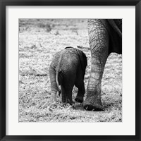 Mama and Baby Elephant II Fine Art Print