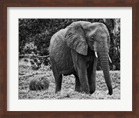 Mama and Baby Elephant I Fine Art Print