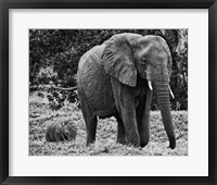 Mama and Baby Elephant I Fine Art Print