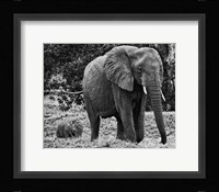 Mama and Baby Elephant I Fine Art Print