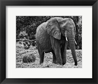 Mama and Baby Elephant I Fine Art Print