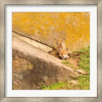 Fox Cubs II Fine Art Print
