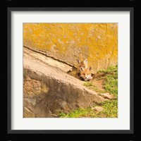 Fox Cubs II Fine Art Print