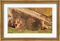 Fox Cubs I Fine Art Print