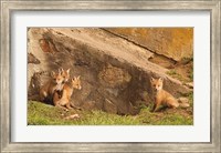 Fox Cubs I Fine Art Print