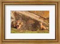 Fox Cubs I Fine Art Print