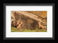 Fox Cubs I Fine Art Print