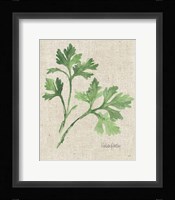 Italian Parsley v2 on Burlap Framed Print