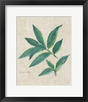Bay Leaf on Burlap Framed Print