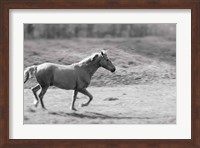 Pasture Run Fine Art Print