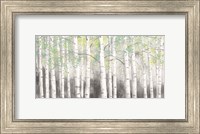 Soft Birches Charcoal Fine Art Print