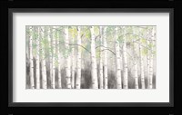 Soft Birches Charcoal Fine Art Print