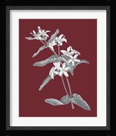Pomegranate Botanical IV Framed Print
