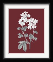 Pomegranate Botanical III Framed Print