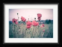Pink Tulips Fine Art Print
