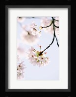 Paris Petals Fine Art Print