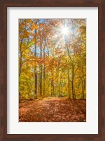 Autumn Forest Fine Art Print