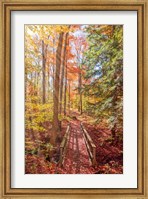 Forest Bridge Fine Art Print