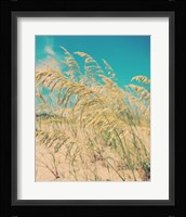 Sea Oats Fine Art Print