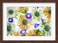 Gerbera flowers and Blue Ensign Fine Art Print