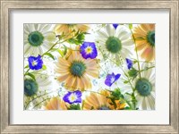 Gerbera flowers and Blue Ensign Fine Art Print