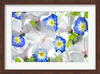 Hybiscus and Blue Ensign flower Fine Art Print